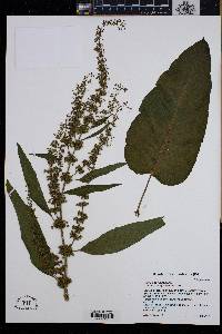 Rumex obtusifolius image