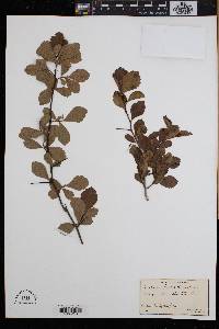 Crataegus monogyna image