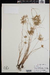 Cyperus filicinus image