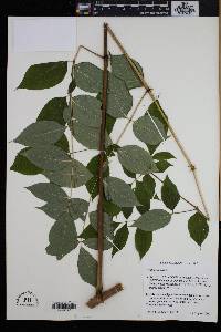 Aralia spinosa image