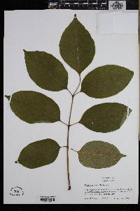 Fraxinus profunda image