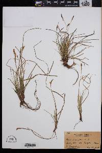 Carex pennsylvanica image