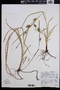 Carex louisianica image