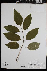 Fraxinus profunda image