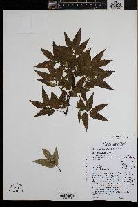 Zelkova serrata image