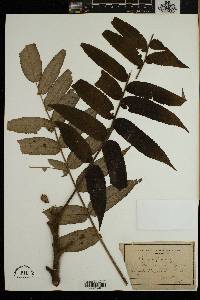 Rhus typhina image