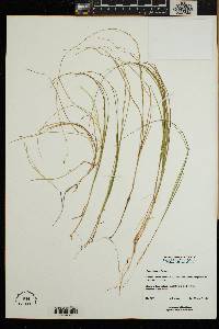 Carex trisperma image