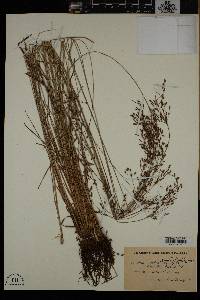 Fimbristylis dichotoma image