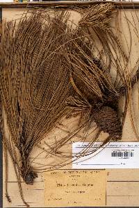 Pinus arizonica image