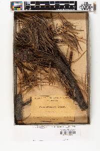 Pinus albicaulis image