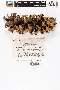Pinus ayacahuite image
