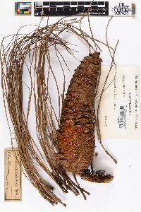 Pinus australis image