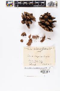 Pinus arizonica image