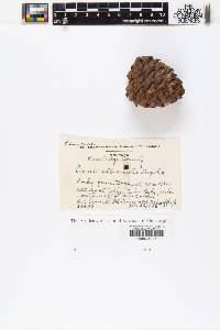 Pinus albicaulis image
