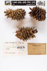 Pinus albicaulis image