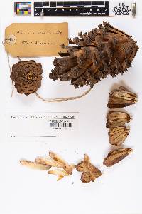 Pinus australis image
