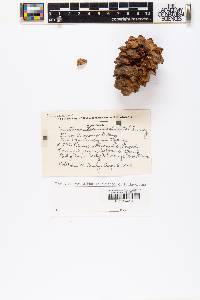 Pinus albicaulis image