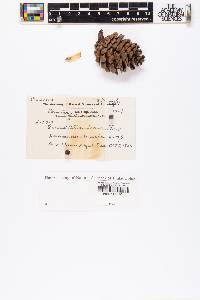 Pinus lawsonii image