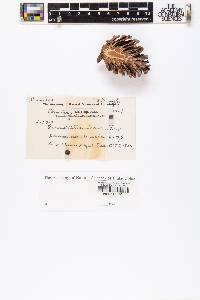 Pinus lawsonii image