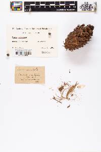 Pinus aristata image