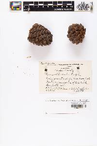 Pinus albicaulis image