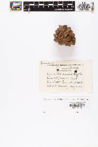 Pinus albicaulis image