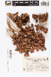 Pinus albicaulis image