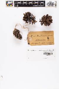 Pinus banksiana image