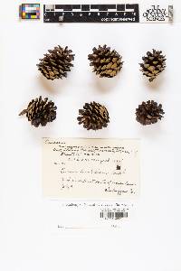Pinus banksiana image