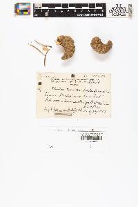 Pinus banksiana image