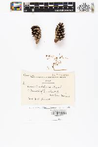 Pinus banksiana image