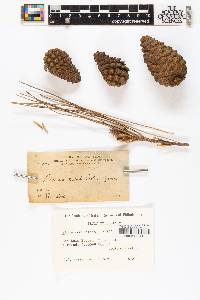 Pinus cembroides image