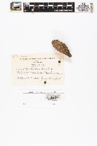 Pinus banksiana image