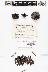 Pinus banksiana image