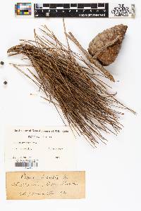 Pinus brutia image
