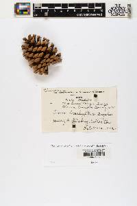 Pinus ponderosa image