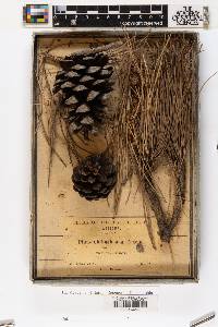 Pinus leiophylla var. chihuahuana image