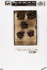 Pinus bungeana image