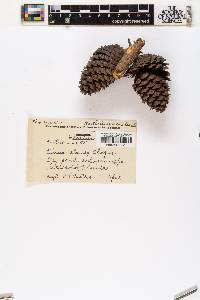 Pinus clausa image
