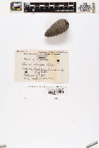 Pinus clausa image