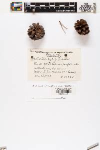 Pinus contorta var. latifolia image