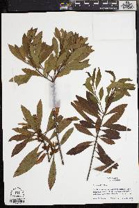 Myrica cerifera image