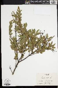 Ligustrum vulgare image