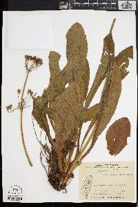 Primula miyabeana image
