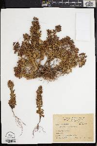 Lysimachia mauritiana image