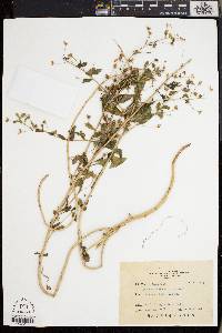 Lysimachia mauritiana image