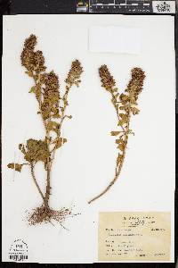 Lysimachia mauritiana image