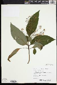 Laportea canadensis image