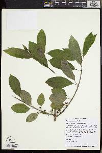 Rhamnus davurica image