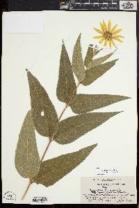 Helianthus strumosus image